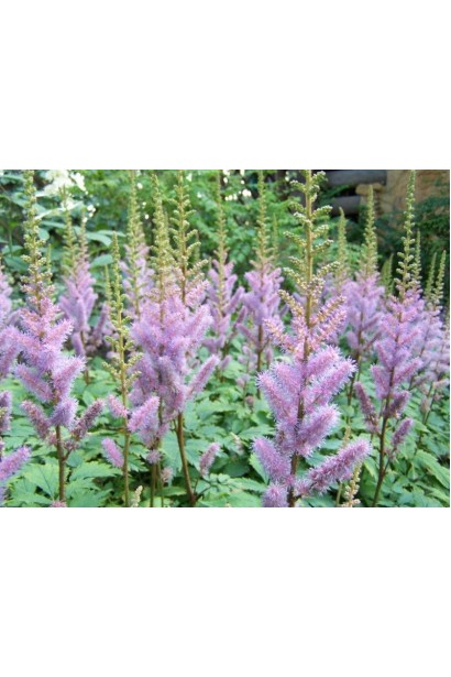 Астильба китайська цвітіння